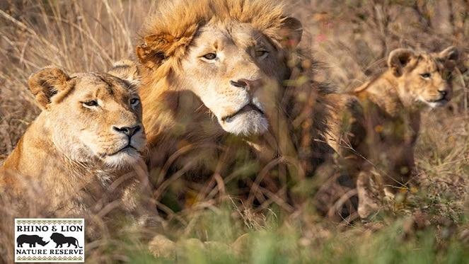 The Rhino & Lion Nature Reserve Says NO to Cub Petting