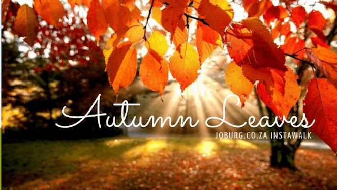 The First Insta-Walk: Autumn Leaves