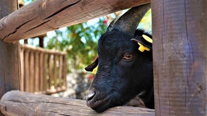 Bokkie Park - Crafters In The Park