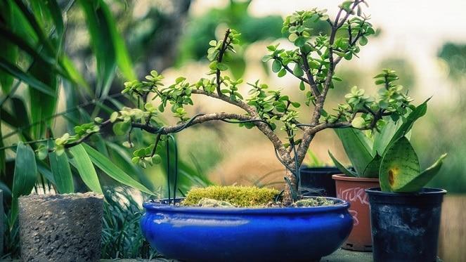 Garden Shop SA's annual Bonsai Show