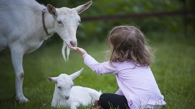 Hug A Goat At Vintage Amber Coffee Shop & Padstal
