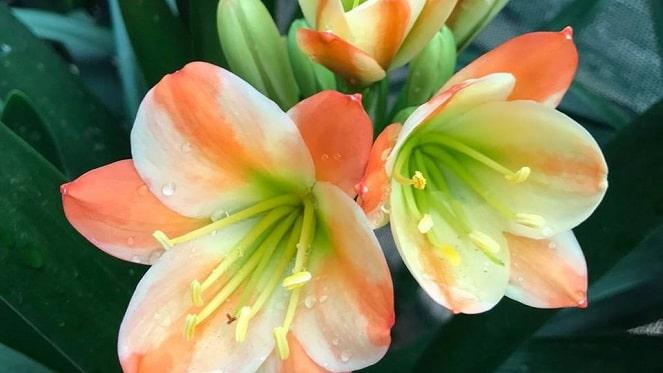 Clivia Flower Show