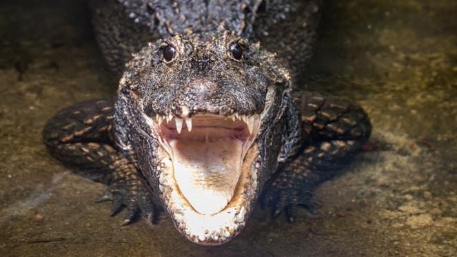 Visit The Joburg Zoo Over The Festive Season