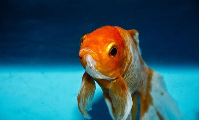 It's Personal Presents GoldFish