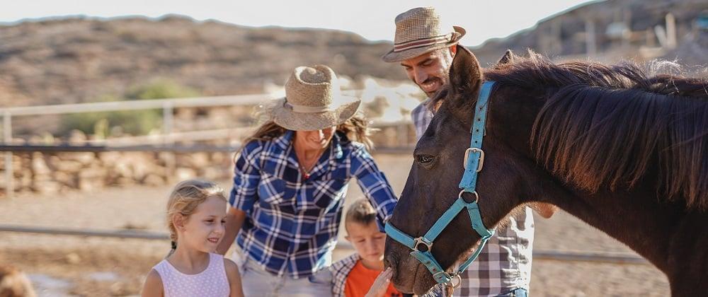 There's So Much To Do At Shepherd’s Fold Stables!