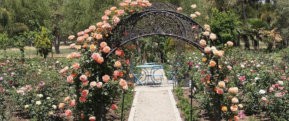 Visit Ludwig's Roses For All Your Garden Needs