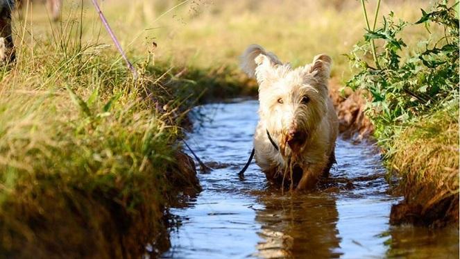 Muddy Puppy Rietvlei