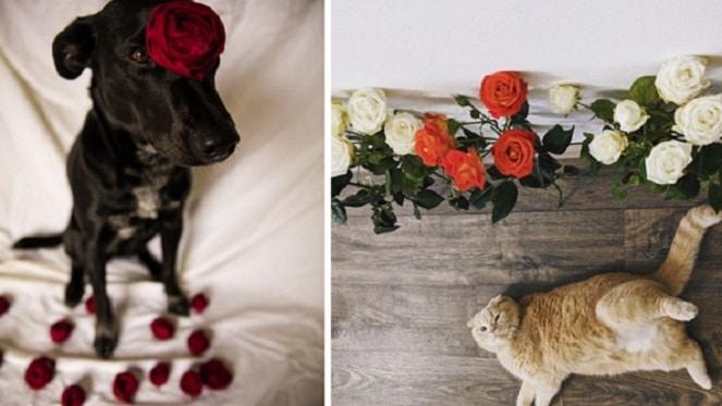 Spoil Your Pets This Valentine's Day!