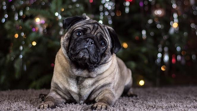 Merry Pugmas