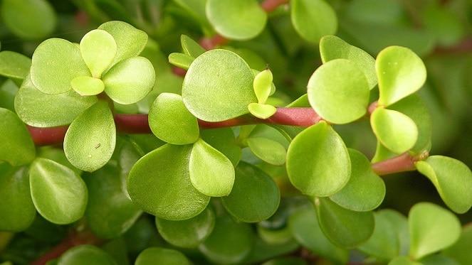 What You Need To Know About The #Spekboom Challenge