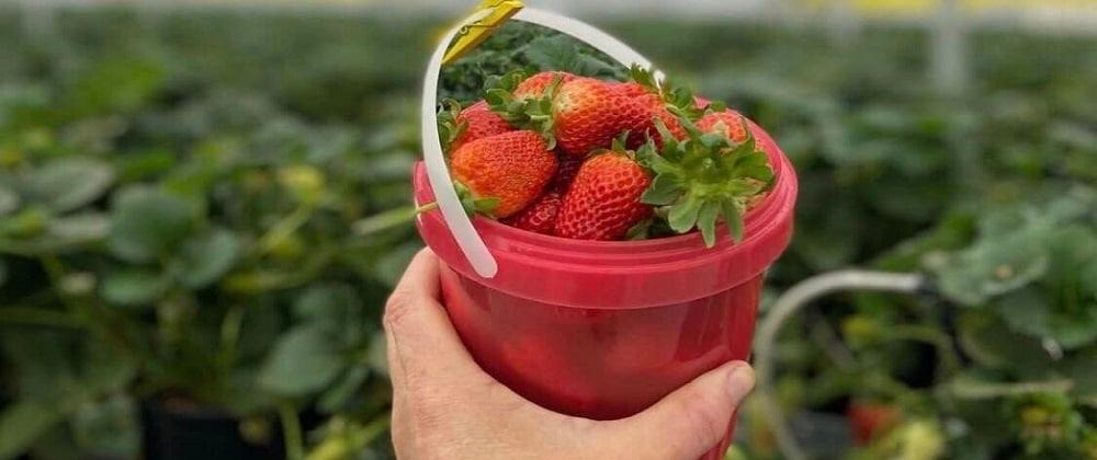 Strawberry Picking at Mac Fresh Farm & Deli