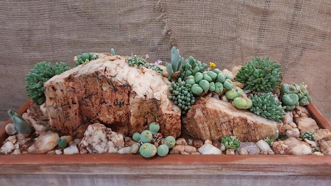 Johannesburg Succulent Society Autumn Show
