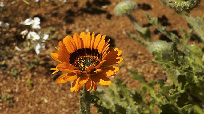 Best Places To Catch The Spring Flowers In Bloom