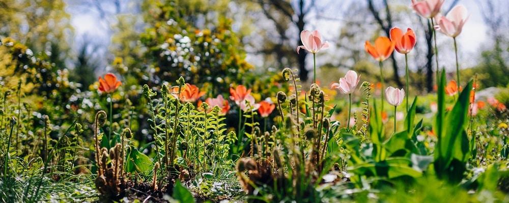 Something Different: Springtime Flower &amp; Garden Experiences in Joburg