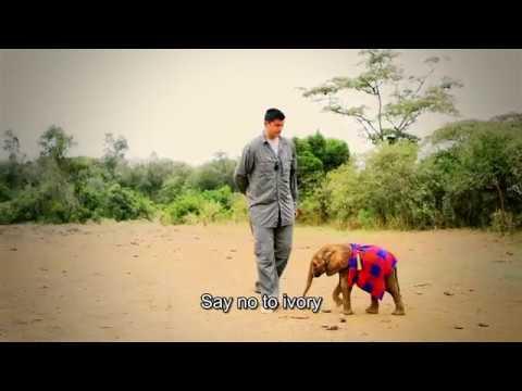 Coronavirus may lead to the end of global wildlife trade