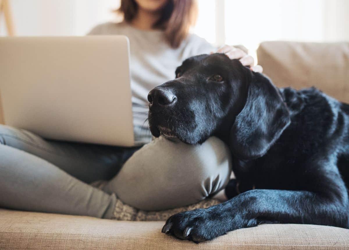 Can your pet get the coronavirus? Here’s what you need to know