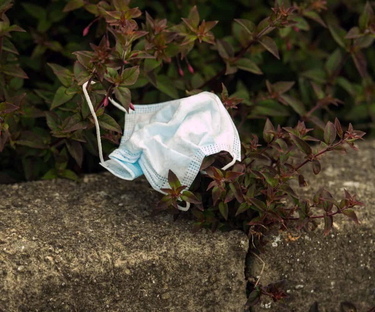 Hamster tests show masks reduce coronavirus spread: scientists