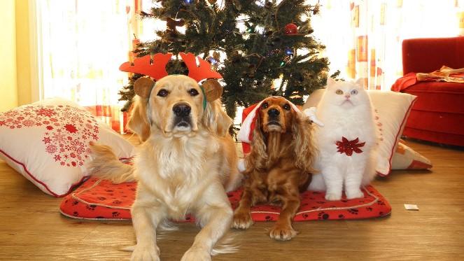 Christmas Charity Events In The City