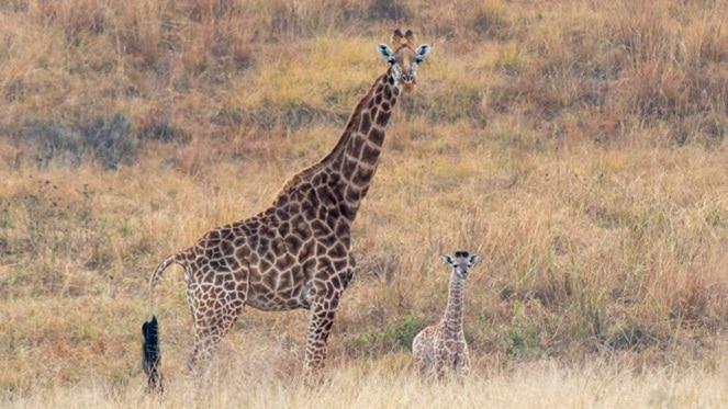 Game Farms Around Johannesburg