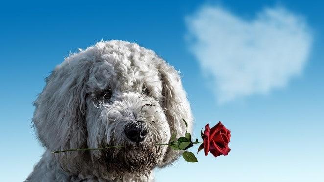 Date A Dog This Valentine's Month