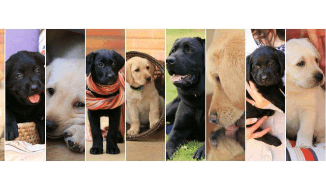 SA Guide-Dogs Fun family Day