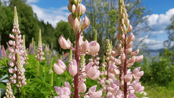 Johannesburg International Flower Show