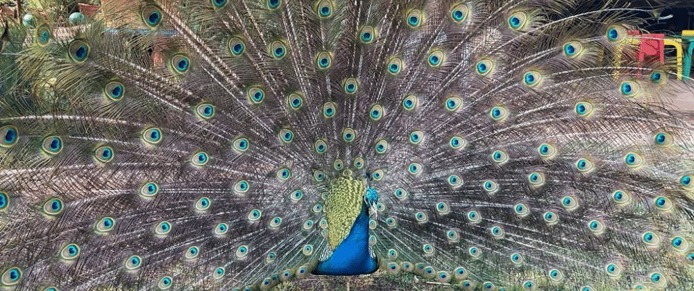 Willow Feather Farm: A Perfect Day Out in Centurion