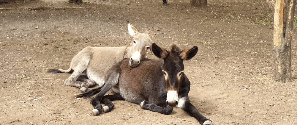 Rest Ur Ass Donkey Sanctuary: A Haven for Equine Welfare