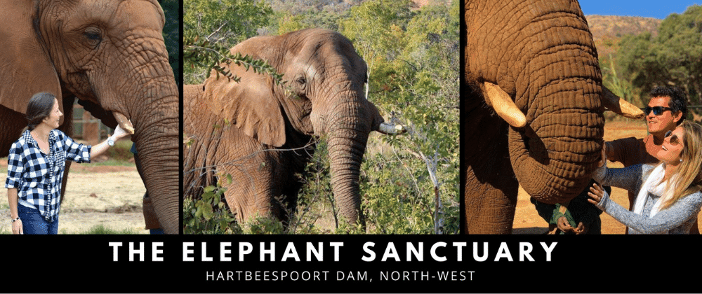 Unveiling the Gentle Giants: An Up-Close Look at the Hartbeespoort Dam Elephant Sanctuary