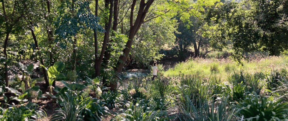 Exploring the Braamfontein Spruit: Johannesburg's Urban Oasis