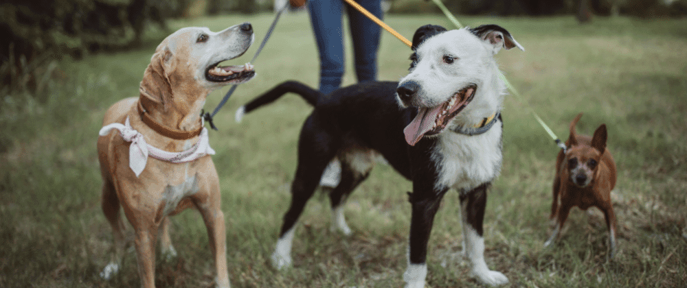 Dog-Friendly Walking Trails in Gauteng