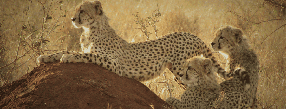 African Safari Collective: The Future Of Sustainable Travel