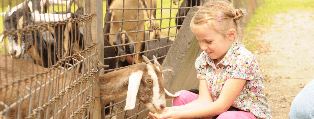 Animal Touch Farms in and around Johannesburg
