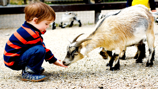 Spend A Day At Bokkie Park With The Kids