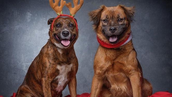 FURRstive Christmas Market