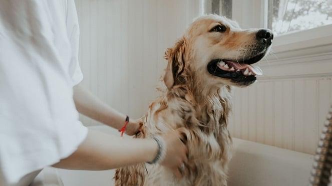 How To Groom Your Dog At Home
