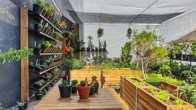 Urban Gardening Thrives At The JFF Rooftop Farm