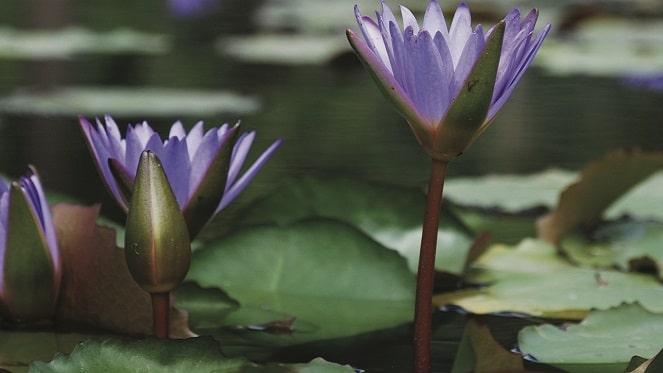 The Open Gardens Meander 2018!