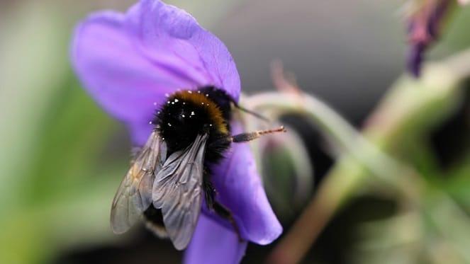 Best Plants To Add To Your Joburg Garden