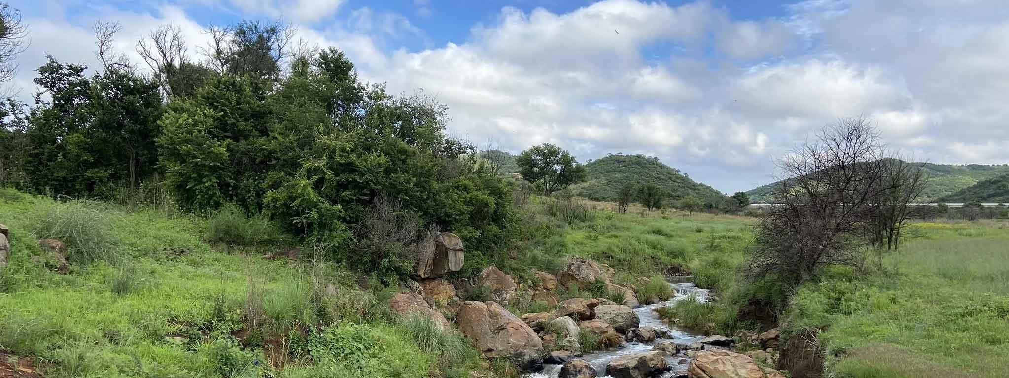 Discover Klipriviersberg Nature Reserve: Johannesburg’s Hidden Gem