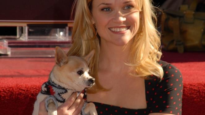 Legally Blonde Comes To Life In A Musical At Redhill Auditorium