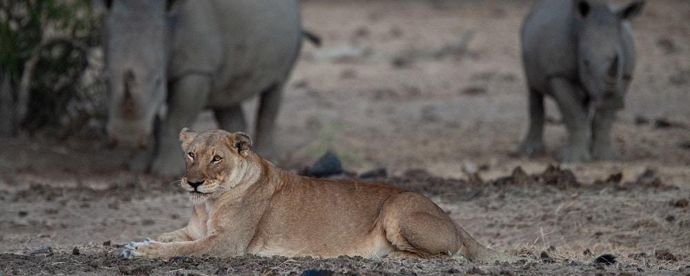 School Holiday Fun: The Ultimate Safari Duo Experience!