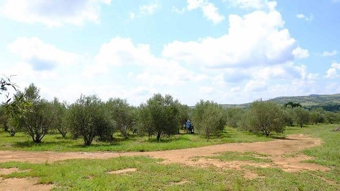 Visit Mkholo Olive Farm in Hartbeespoort