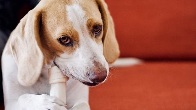 Best Online Pet Food Stores