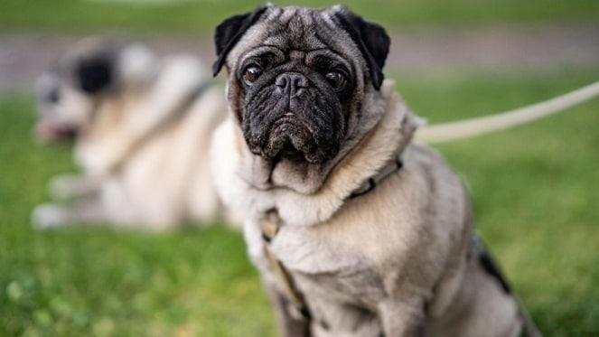 Back A Pug: Pug Rescue Needs Your Help