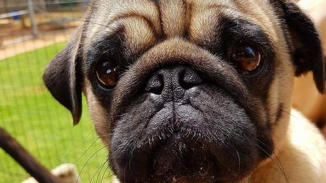 Spoil A Rescue With Pug Rescue SA