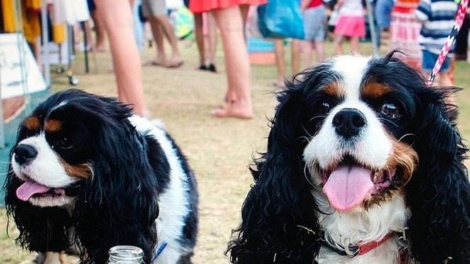 Dog Friendly Markets Around Joburg