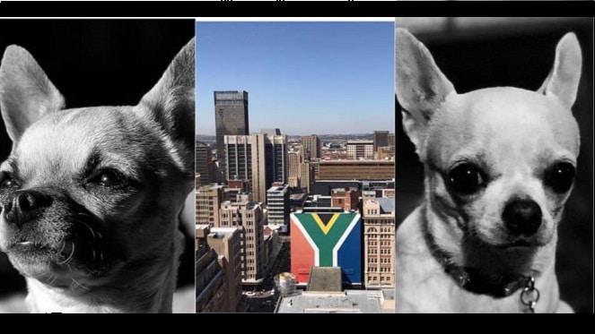 Joburg Inner City Taster Tour And Fundraiser for TinyPaws Rescue