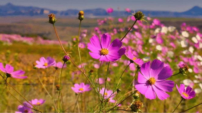 Our Favourite Cosmos Pictures From Delta Park