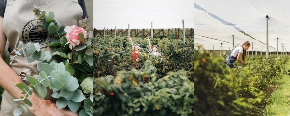 6 Reasons To Visit Field Berry Farm